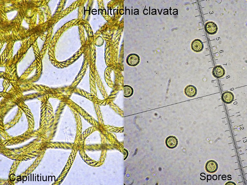 Hemitrichia clavata-amf2017-micro.jpg - Hemitrichia clavata ; Syn1: Trichia clavata ; Syn2: Arcyria clavata ; Nom français: Hémitrichie clavée
